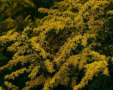 goldenrod