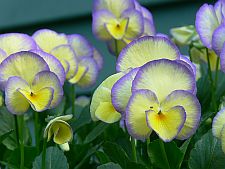 happyviolas