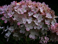 hydrangea