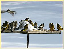 jeveninggrosbeaks