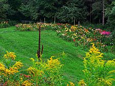 lowerdayliliesnursery