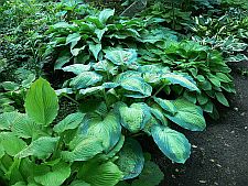 lowergarden
