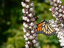 monarchbutterfly