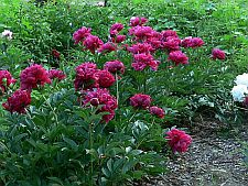 peonyfelixcrouse