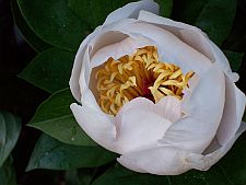peonyrequiem