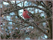 pinegrosbeaks