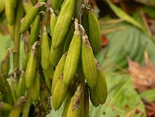 summermusicseedpods