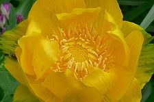 trollius