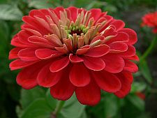 anotherzinnia