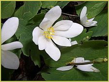 bloodroot