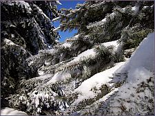 bluespruce