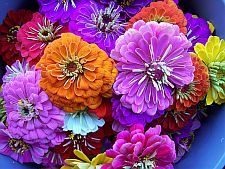 bucketofzinnias