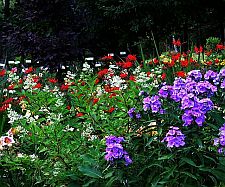 crocosmia