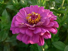 darkpinkzinnia