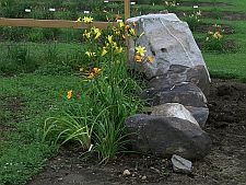dayliliesnewplanting