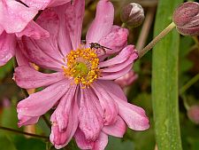 fallanenome