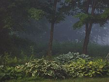 foggyhostamorn