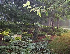 foggyone