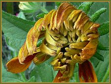 gloriosa