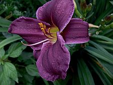 grapevelvet