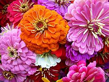 groupofzinnias
