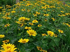 heliopsisalongfence