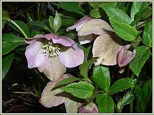 hellebores