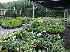 hostashadehouse