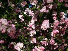 japanesecherry