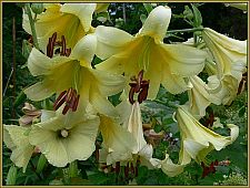 liliesandhollyhocks