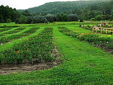 lookingdownrows