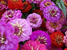 mixedzinnias