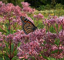monarchbutterfly