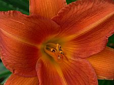 orangevols