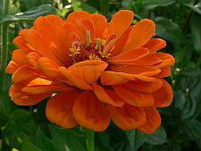 orangezinnia