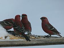 pinegrosbeaks