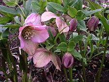 pinkhellebores