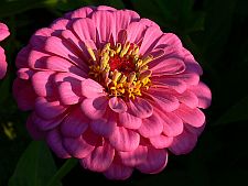 pinkzinnia