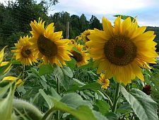 sunflowersbyriver