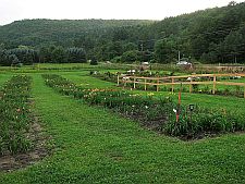 tdaylilyfields