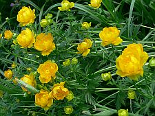 trollius