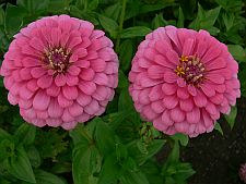 twosisters