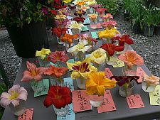 vfftabledisplay