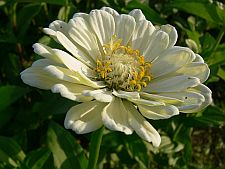 whitezinnia