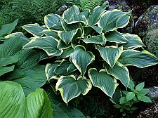 yellowriverhosta