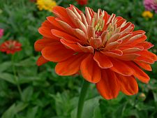 zinniasonfire