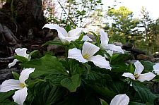 trilliumgrandiflorum