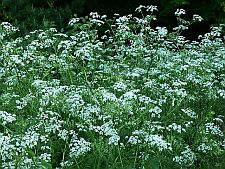 wildparsnip